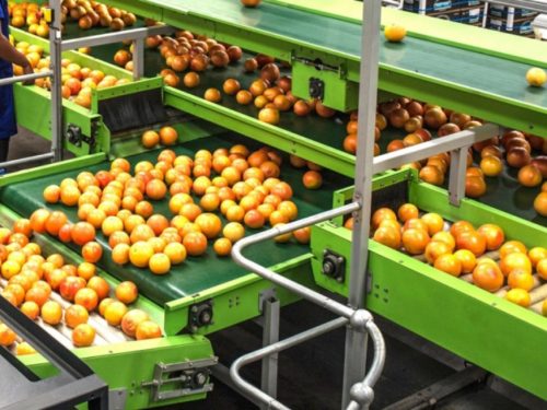Conveyor Belt for Fruit & Vegetables Industry