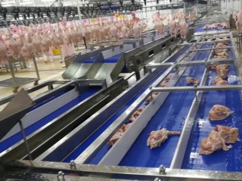 Conveyor Belt for Poultry Industry